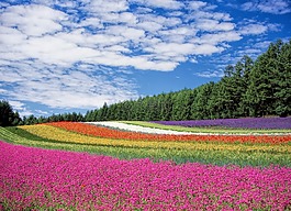 花卉园,蓝色的天空,北海道