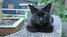 可愛,貓,動物
