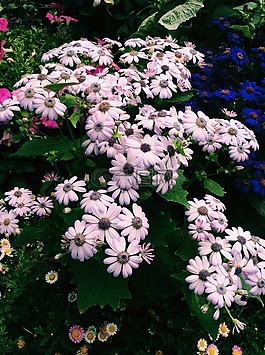 花,泰國,自然