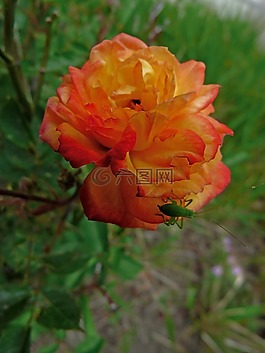 鮮花,昆蟲,宏