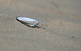 海灘,沙,海