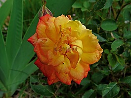 鮮花,粉色,宏
