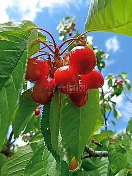 水果,櫻桃,花園