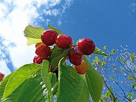 水果,櫻桃,花園