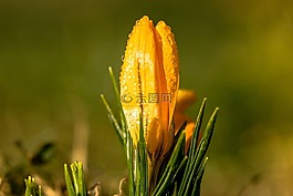 藏紅花,花,schwertliliengewaechs