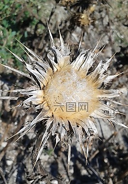 水飛薊,性質,花