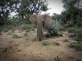 納米比亞,象,野生動物園