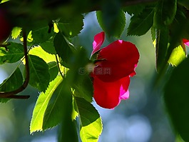 玫瑰,野生玫瑰,薔薇