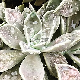 下降,多汁,植物