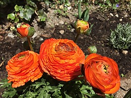 橙花,花,开花
