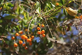 frutinhos,植物,性質(zhì)