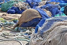 凈額,魚(yú),海