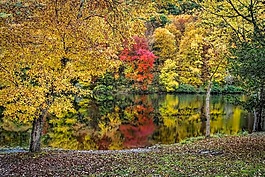 樹,水,紅葉