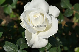 玫瑰,寶翠,花園