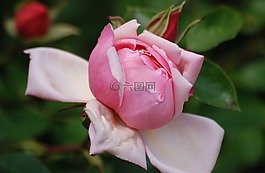 玫瑰,花,盛開