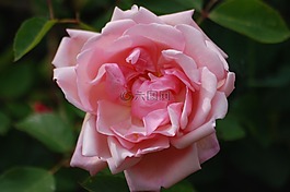 玫瑰,花,盛開