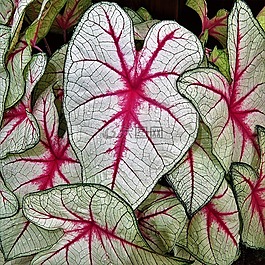 植物,粉紅色,白