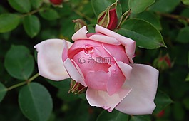 玫瑰,花,盛開