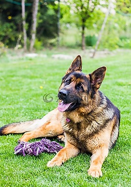 狗,德國牧羊犬,動(dòng)物