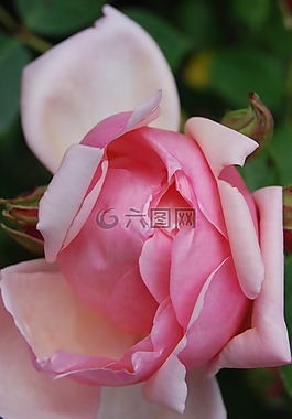 玫瑰,花,盛開