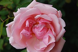 玫瑰,花,盛開