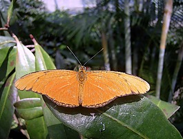 蝴蝶,昆蟲,brushfoot家庭