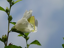 蝴蝶,花,春