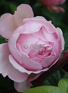 玫瑰,花,盛開
