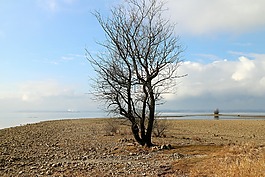 銀行,海岸,海灘