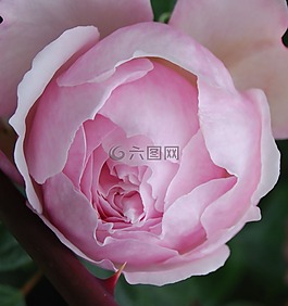 玫瑰,花,盛開