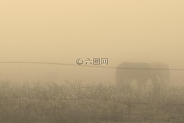 馬,霧,鬼