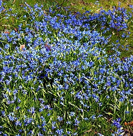 藍(lán)星,西伯利亞 blaustern,鮮花