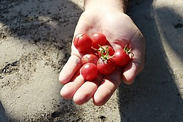番茄,紅色,村