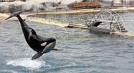 獸人,雜技,海產養殖場