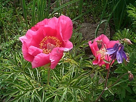 性質,花,春天