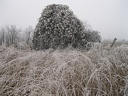 冬天,凍結(jié),布什