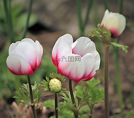 春天的花,花花園,芽