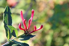 金銀花,開(kāi)花,紅色