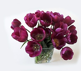 郁金香,花束,花瓶
