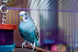 鳥,動物,動物園