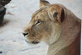 獅子,頭,動(dòng)物園