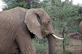 納米比亞,象,野生動物園