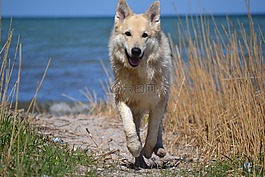 動物,狗,雪橇犬雜交