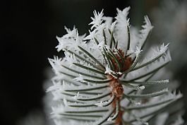 冬季,木材,性質(zhì)