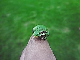 兩棲類,動物,特寫