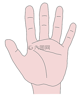手,手指,棕櫚