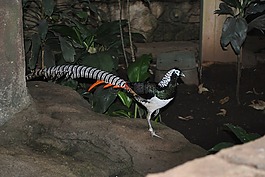 夫人阿默斯特雉雞,男,羽毛