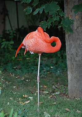 弗拉明戈,睡覺,動(dòng)物園