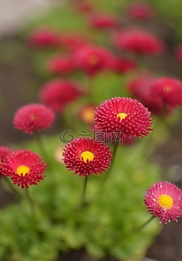 鮮花,花卉,紅