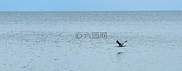 水,鳥(niǎo),飛行